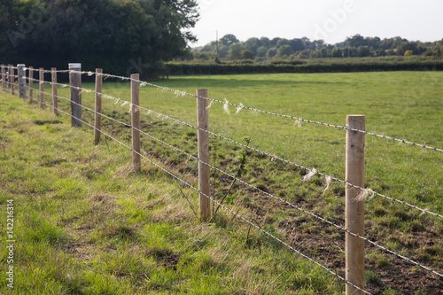 Animal scratching fence on farm in England
