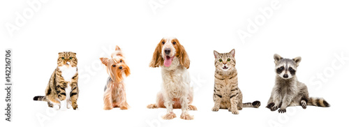 Group of dogs, cats and raccoon, sitting isolated on white background © sonsedskaya
