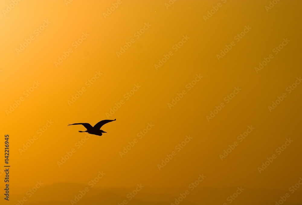 Flying bird Flying bird