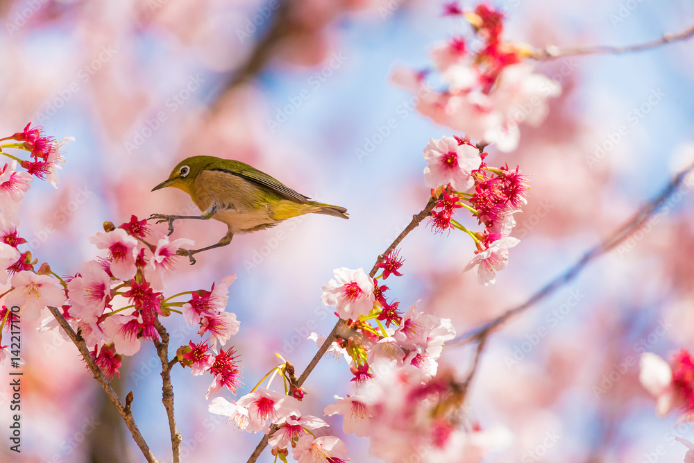 The Japanese White-eye.The background is cherry blossoms. Located in Tokyo Prefecture Japan.