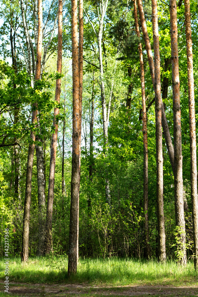 Obraz premium Pine Trunks in a Forest