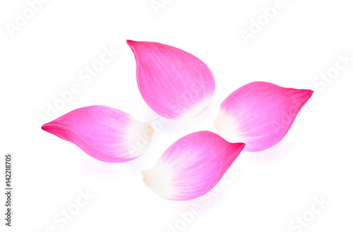 Lotus petal isolate on white background