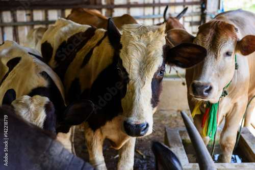 cows in a cattle fair