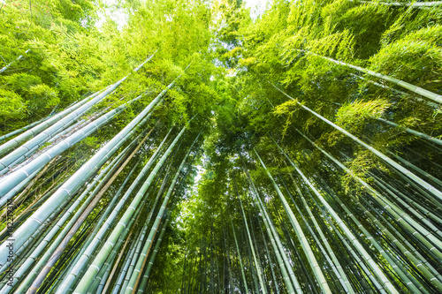 Bamboo Groves  bamboo forest in Arashiyama  Kyoto Japan.