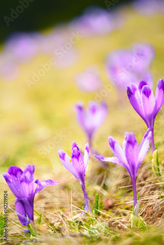 Very soft image of delicate flowers of lilac crocuses. Natural background. Very soft selective focus  artistic image.  