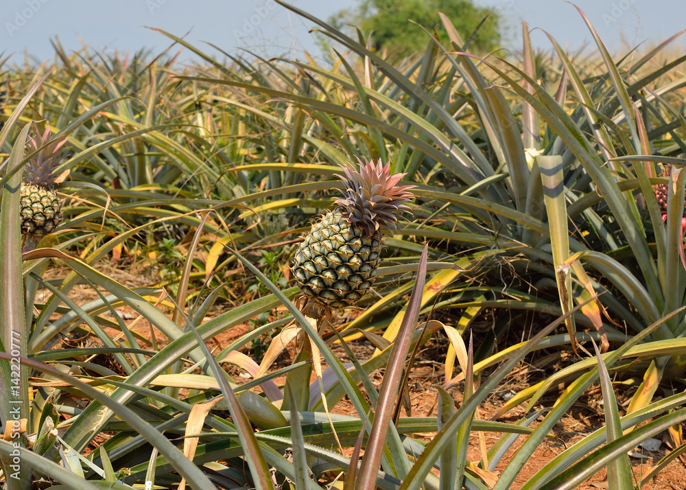 pineapple farm