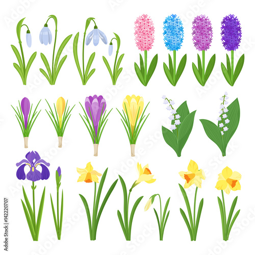 Spring flowers. Irises, lilies of valley, tulips, narcissuses, crocuses and other primroses. Garden design icons isolated on white background