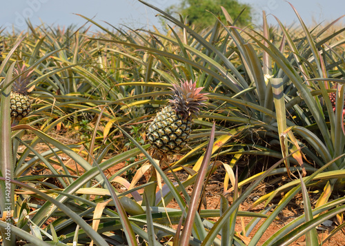 pineapple farm