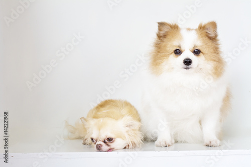beautiful and lovely dogs,white and brown furry Pomeranian sitting with small body brown chihuahua