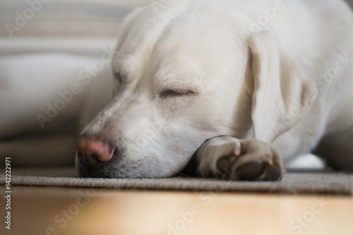Müder schlafender labrador retriever hund mit nase 