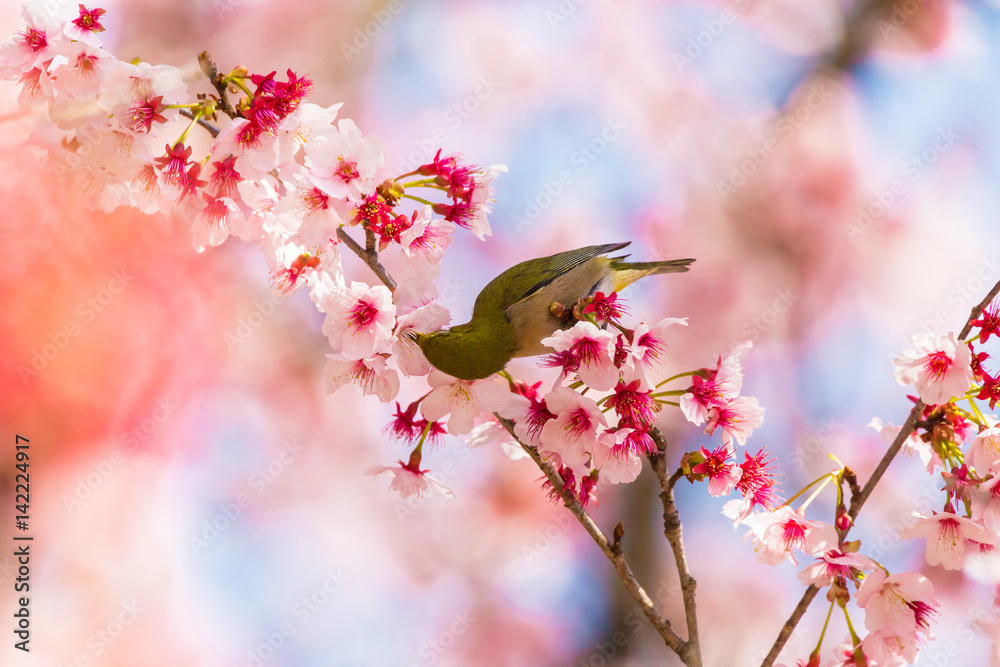 The Japanese White-eye.The background is cherry blossoms. Located in Tokyo Prefecture Japan. The Japanese White-eye.The background is cherry blossoms. Located in Tokyo Prefecture Japan.