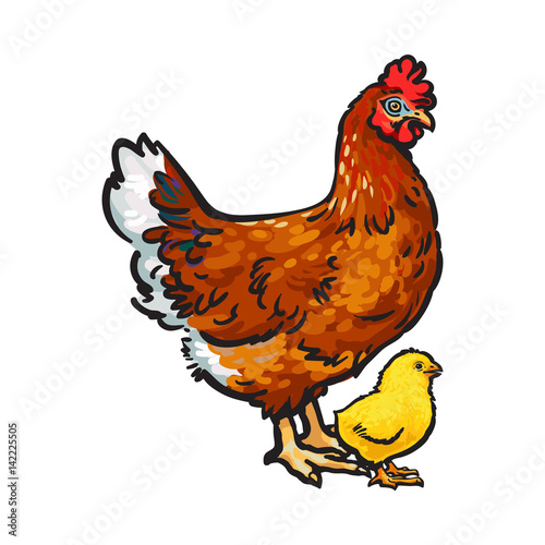 Hand drawn brown hen and little yellow newborn chicken, sketch style vector illustration isolated on white background. Hand drawn, sketched illustration of little chick and big hen, chicken