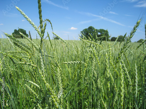 Grünes Feld Ähren Gräser Kornfeld Chiemgau Bayern Deutschland