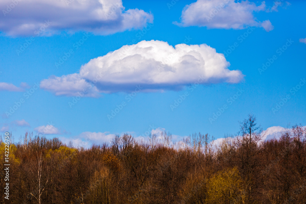 Obraz premium a fluffy cloud above the trees