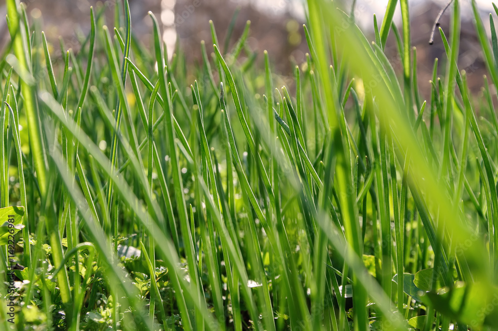 Obraz premium Green grass on the lawn closeup. Background texture Wallpaper
