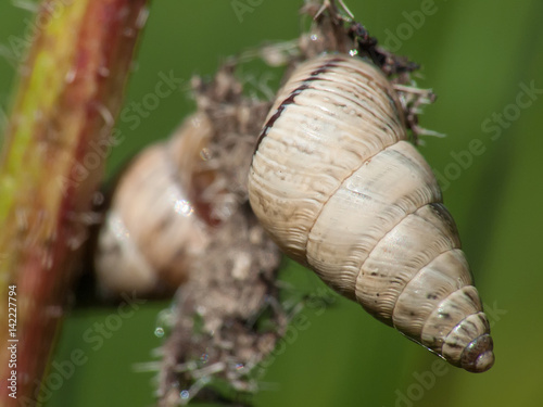 Snail macro photo