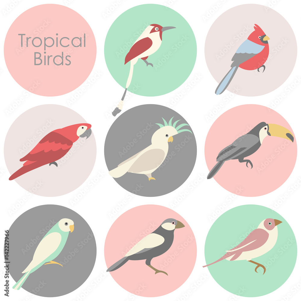 Vector illustration of tropical birds icon