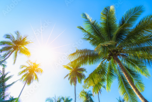 Coconut palm trees on beach with sunshine in summer.
