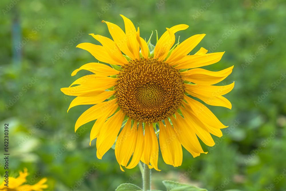 sunflower field in the field.