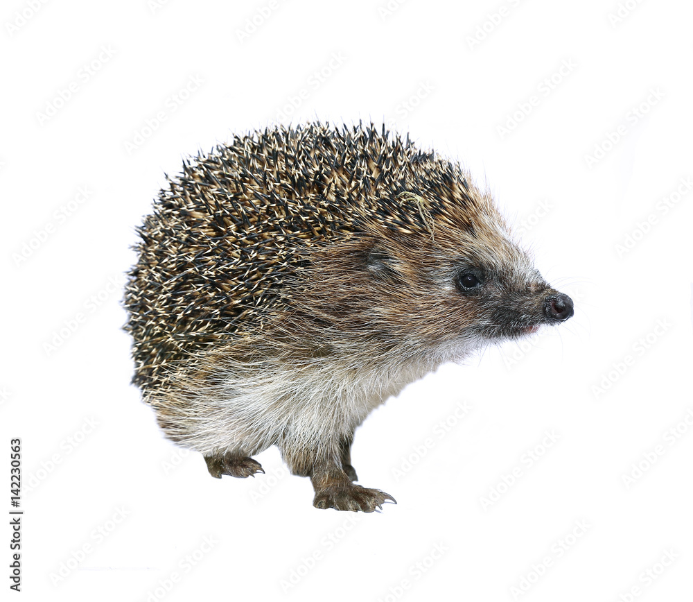 Obraz premium Forest wild hedgehog isolated