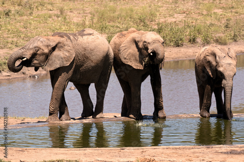 African elephant bull trio drinking at a remote waterhole