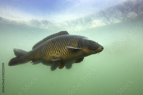 Photography Underwater shot of the fish (Carp of the family of Cyprinidae) in a pond