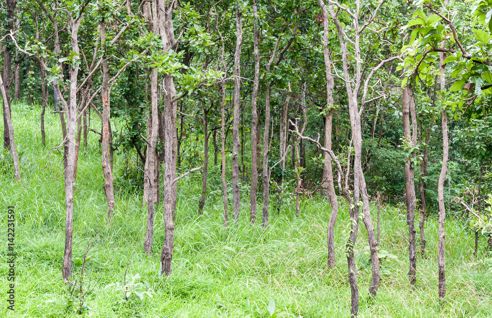 Fototapeta premium Sparse forest with the garss field.