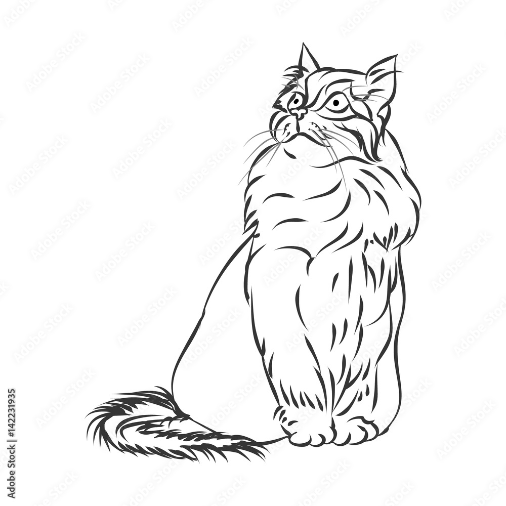 Obraz premium Fluffy cat outline on white background, vector