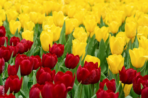 Tulips garden