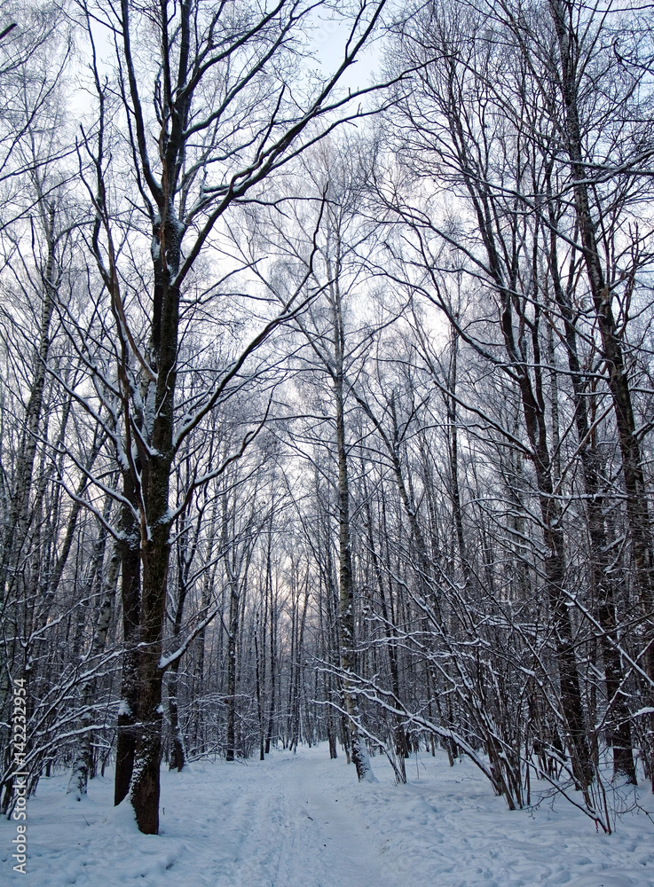 path in the Park in the evening in Moscow path in the Park in the evening in Moscow