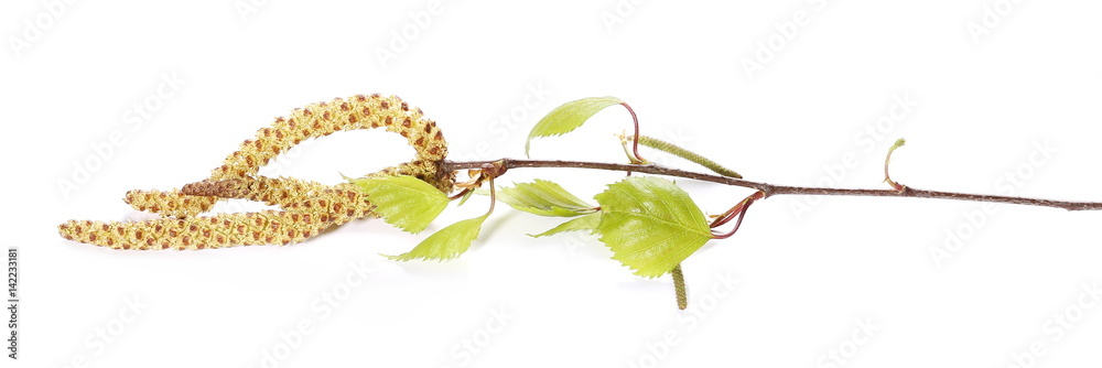 Obraz premium Brzozy drzewa bazii gałązka, betula pendula ament łodyga, młodzi wiosna liście, odizolowywający na bielu