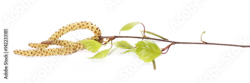 Birch tree catkin twig, betula pendula ament stem , young spring leaves, isolated on white
