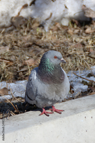 The dove warms itself in the spring sun