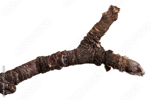 Dry branches of a pear tree isolated on a white background