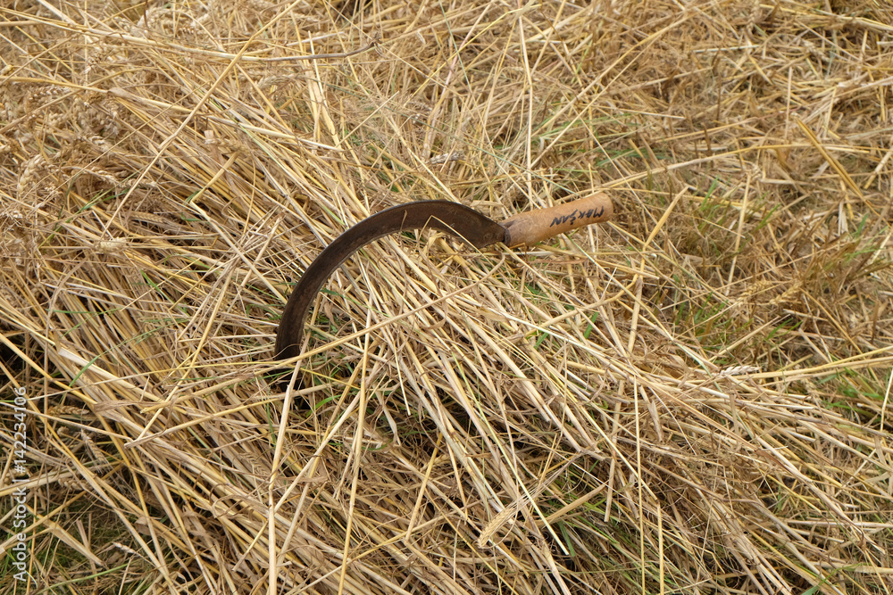 Fototapeta premium Sickle and wheat