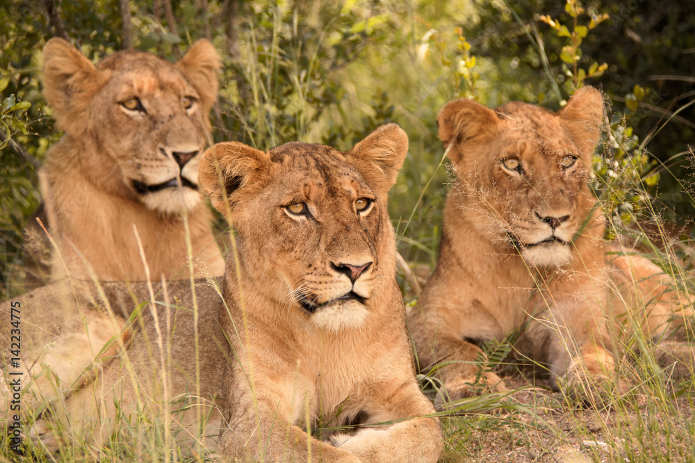 Three sub adult lions looking into the bush with interest. Three sub adult lions looking into the bush with interest.