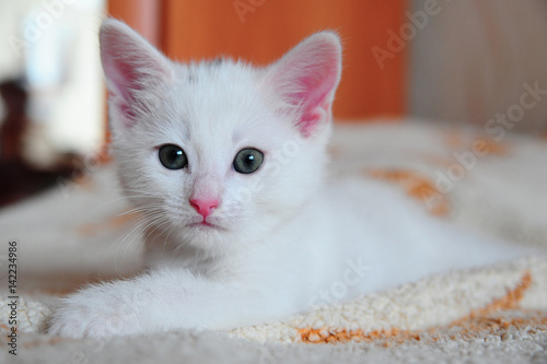 White kitten albino photo