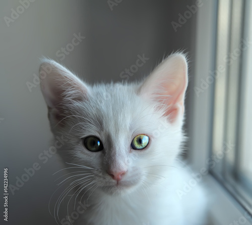White kitten albino photo