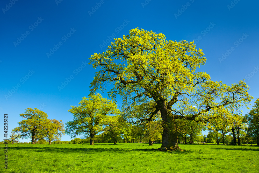 Riesige alte Eichen auf einer Wiese im Frühling, blauer Himmel, frisches Grün Riesige alte Eichen auf einer Wiese im Frühling, blauer Himmel, frisches Grün