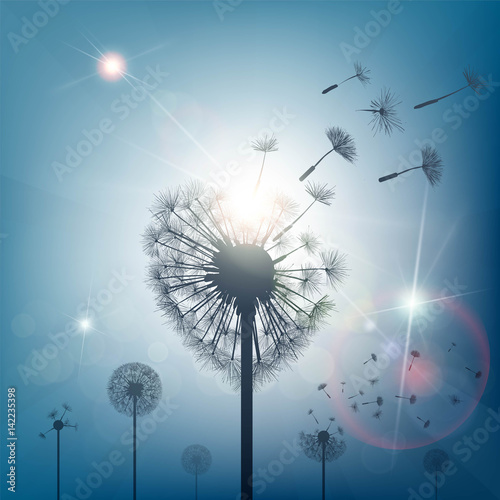 Dandelion with seeds in the form of heart.