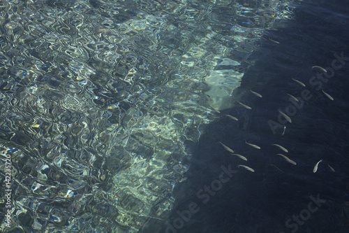 Small, baby fish swim at seaside of Bodrum city.