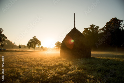 Wiese am Morgen