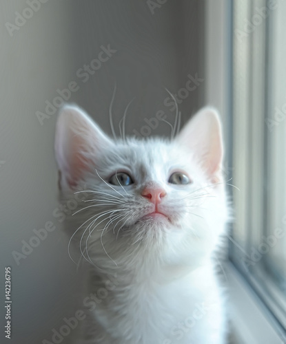 White kitten albino photo