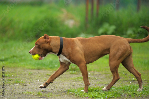 Staffordshire pit bull terrier
 photo