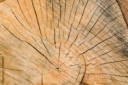 Old tree stump background,weathered wood texture with the cross section of a cut log