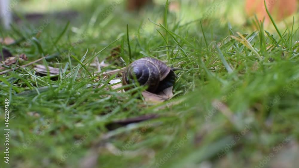 Slug close-up in grass Slug close-up in grass