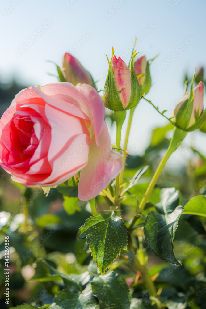 rose et bouton