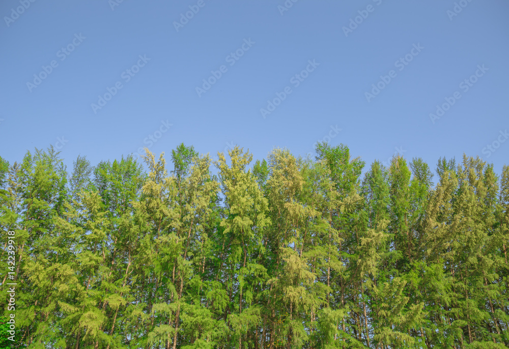 forest tree wall fence with blue sky for nature background. forest tree wall fence with blue sky for nature background.