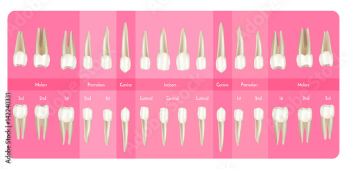 Human tooth crown and root. Vector infographics with teeth. Medical dental illustration. For dental clinic, posters, banners, educational aims. Made with gradient mesh.