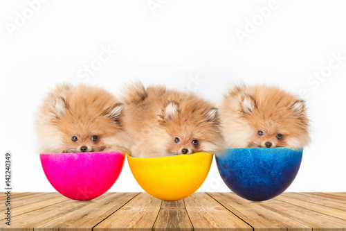 Puppy surprise eggs photo